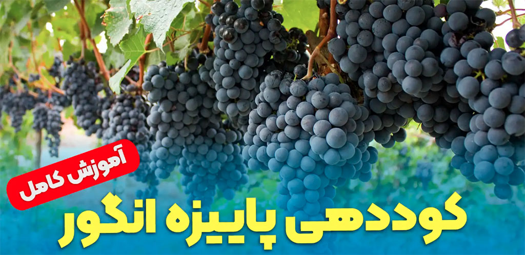 بهترین فصل برای کود دهی انگور