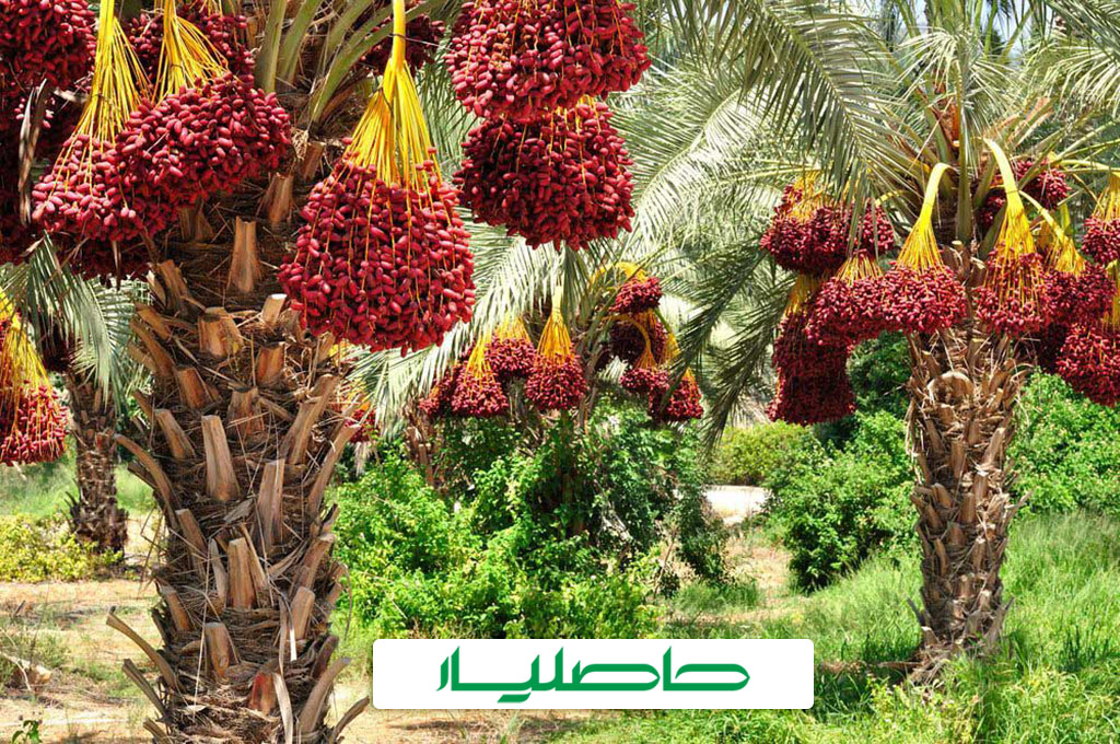 بهترین کود برای نخل خرما و روش کود دهی
