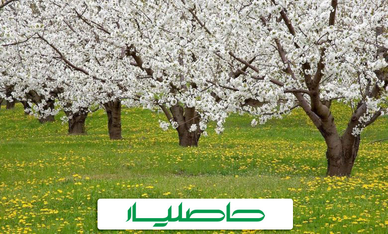 بهترین کود برای درختان میوه در فصل بهار